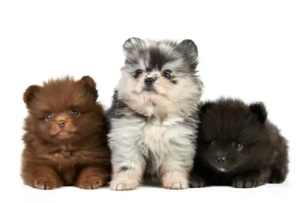 Pomeranian Puppy for sale near me Pomeranian Puppies for adoption Pomeranian Puppy breeders near me Cheap Pomeranian Puppies for sale Pomeranian Puppy for sale Pom Puppies for sale Pomeranian breeders Teacup pom Puppies for sale Pom puppy for sale Teacup pom breeders Pomeranian Puppy Kennel