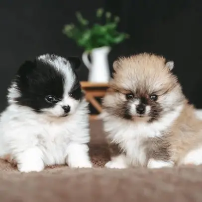 Buy Pom Puppy, Pomeranian Puppies For Sale