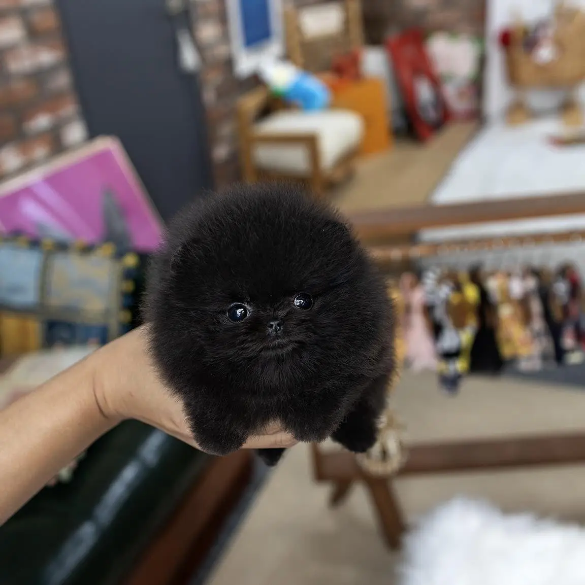 Pomeranian Puppy for sale near me Pomeranian Puppies for adoption Pomeranian Puppy breeders near me Cheap Pomeranian Puppies for sale Pomeranian Puppy for sale Pom Puppies for sale Pomeranian breeders Teacup pom Puppies for sale Pom puppy for sale Teacup pom breeders Pomeranian Puppy Kennel