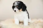 Bernedoodle Breeders Near Me