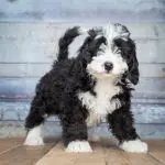 Bernedoodle For Sale, Buy Bernedoodle