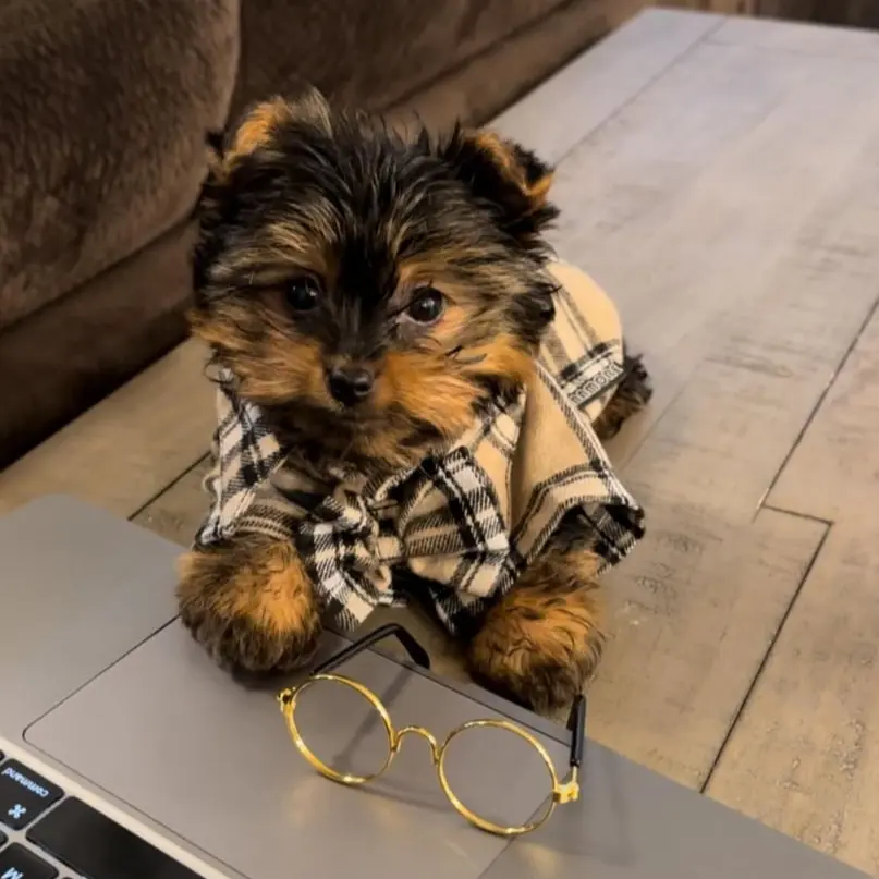 Yorkie  Puppies for sale  Yorkie for sale  yorkie puppies for sale near me yorkie breeders Yorkie Breeders Near Me Yorkshire Terrier Puppies for sale Yorkshire Terrier Breeders Yorkshire Terrier Breeders Near Me Yorkie Price Yorkshire Terrier for adoption Buy Yorkie Puppies 