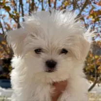 [Maltese Puppies For Sale] "Maltese Puppies For Sale Near Me" [Maltese Breeders] "Maltese Breeders Near Me" [Maltese Puppy For Sale] "Maltese Puppy For Sale Near Me" "Maltese For Adoption" "Cheap Maltese For Sale" "Buy Maltese" [Maltese Price]