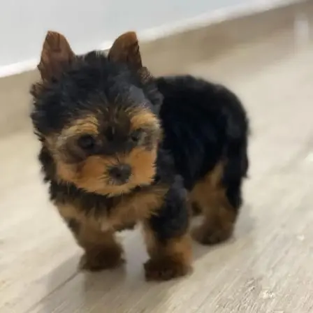 Yorkie  Puppies for sale  Yorkie for sale  yorkie puppies for sale near me yorkie breeders Yorkie Breeders Near Me Yorkshire Terrier Puppies for sale Yorkshire Terrier Breeders Yorkshire Terrier Breeders Near Me Yorkie Price Yorkshire Terrier for adoption Buy Yorkie Puppies 