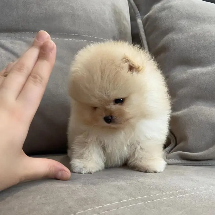 Pomeranian Puppy for sale near me Pomeranian Puppies for adoption Pomeranian Puppy breeders near me Cheap Pomeranian Puppies for sale Pomeranian Puppy for sale Pom Puppies for sale Pomeranian breeders Teacup pom Puppies for sale Pom puppy for sale Teacup pom breeders Pomeranian Puppy Kennel