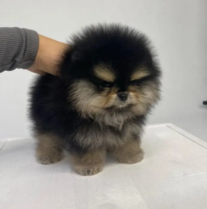 Pomeranian Puppy for sale near me Pomeranian Puppies for adoption Pomeranian Puppy breeders near me Cheap Pomeranian Puppies for sale Pomeranian Puppy for sale Pom Puppies for sale Pomeranian breeders Teacup pom Puppies for sale Pom puppy for sale Teacup pom breeders Pomeranian Puppy Kennel