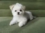 [Maltese Puppies For Sale] "Maltese Puppies For Sale Near Me" [Maltese Breeders] "Maltese Breeders Near Me" [Maltese Puppy For Sale] "Maltese Puppy For Sale Near Me" "Maltese For Adoption" "Cheap Maltese For Sale" "Buy Maltese" [Maltese Price]