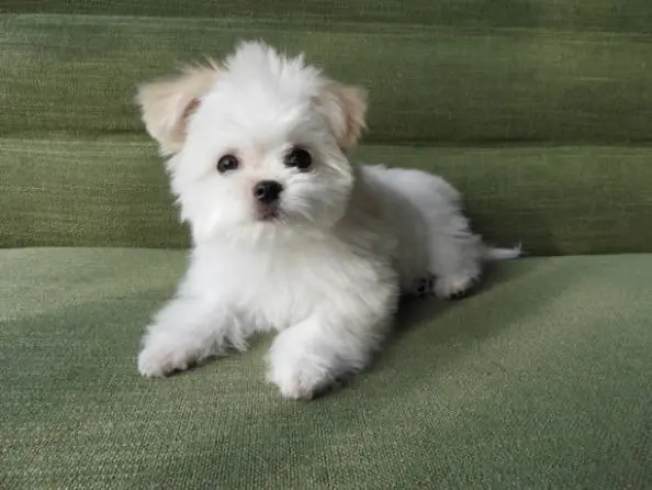 [Maltese Puppies For Sale] "Maltese Puppies For Sale Near Me" [Maltese Breeders] "Maltese Breeders Near Me" [Maltese Puppy For Sale] "Maltese Puppy For Sale Near Me" "Maltese For Adoption" "Cheap Maltese For Sale" "Buy Maltese" [Maltese Price]