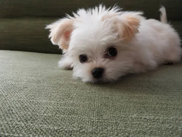 [Maltese Puppies For Sale] "Maltese Puppies For Sale Near Me" [Maltese Breeders] "Maltese Breeders Near Me" [Maltese Puppy For Sale] "Maltese Puppy For Sale Near Me" "Maltese For Adoption" "Cheap Maltese For Sale" "Buy Maltese" [Maltese Price]