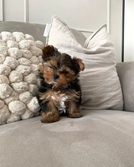 Yorkie  Puppies for sale  Yorkie for sale  yorkie puppies for sale near me yorkie breeders Yorkie Breeders Near Me Yorkshire Terrier Puppies for sale Yorkshire Terrier Breeders Yorkshire Terrier Breeders Near Me Yorkie Price Yorkshire Terrier for adoption Buy Yorkie Puppies 