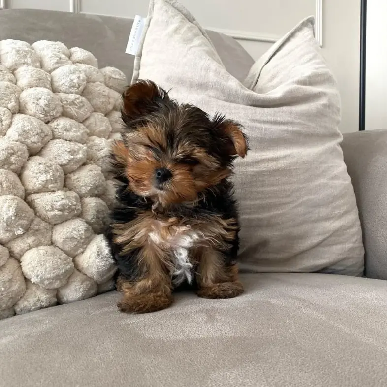 Yorkie  Puppies for sale  Yorkie for sale  yorkie puppies for sale near me yorkie breeders Yorkie Breeders Near Me Yorkshire Terrier Puppies for sale Yorkshire Terrier Breeders Yorkshire Terrier Breeders Near Me Yorkie Price Yorkshire Terrier for adoption Buy Yorkie Puppies 