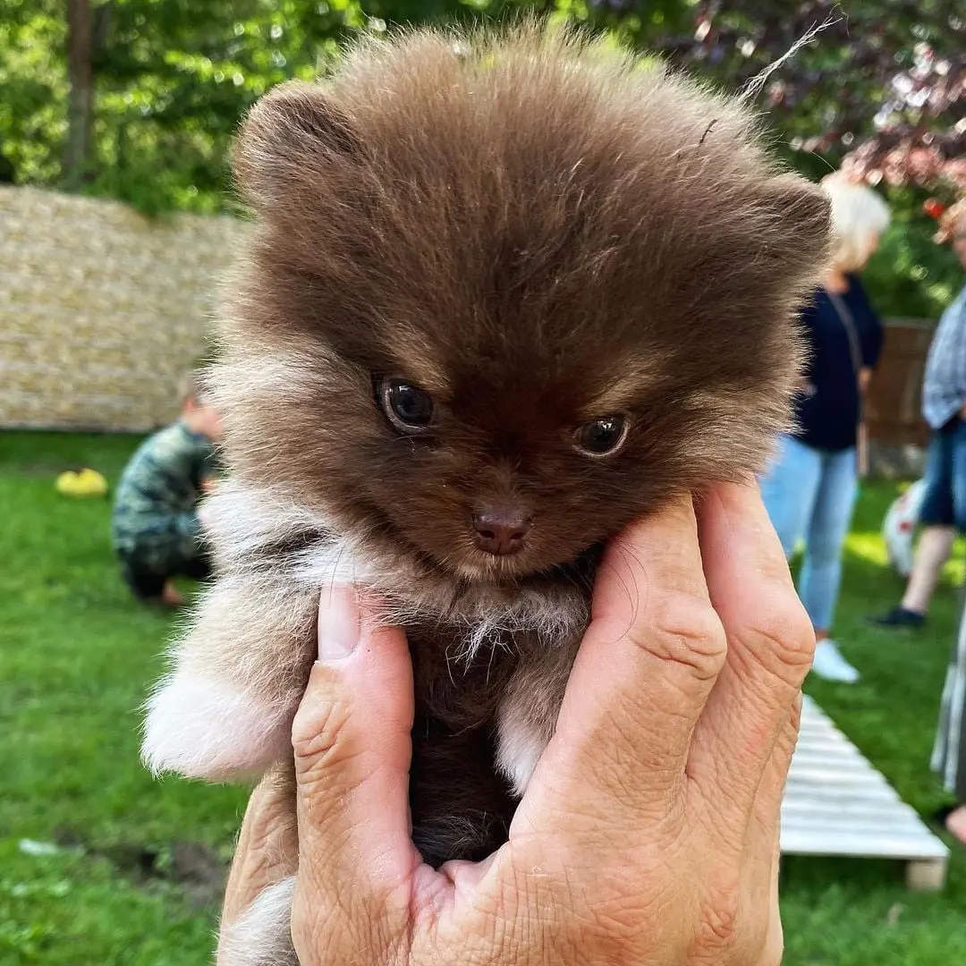 Pomeranian Puppy for sale near me Pomeranian Puppies for adoption Pomeranian Puppy breeders near me Cheap Pomeranian Puppies for sale Pomeranian Puppy for sale Pom Puppies for sale Pomeranian breeders Teacup pom Puppies for sale Pom puppy for sale Teacup pom breeders Pomeranian Puppy Kennel