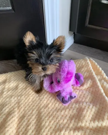 Yorkie  Puppies for sale  Yorkie for sale  yorkie puppies for sale near me yorkie breeders Yorkie Breeders Near Me Yorkshire Terrier Puppies for sale Yorkshire Terrier Breeders Yorkshire Terrier Breeders Near Me Yorkie Price Yorkshire Terrier for adoption Buy Yorkie Puppies 