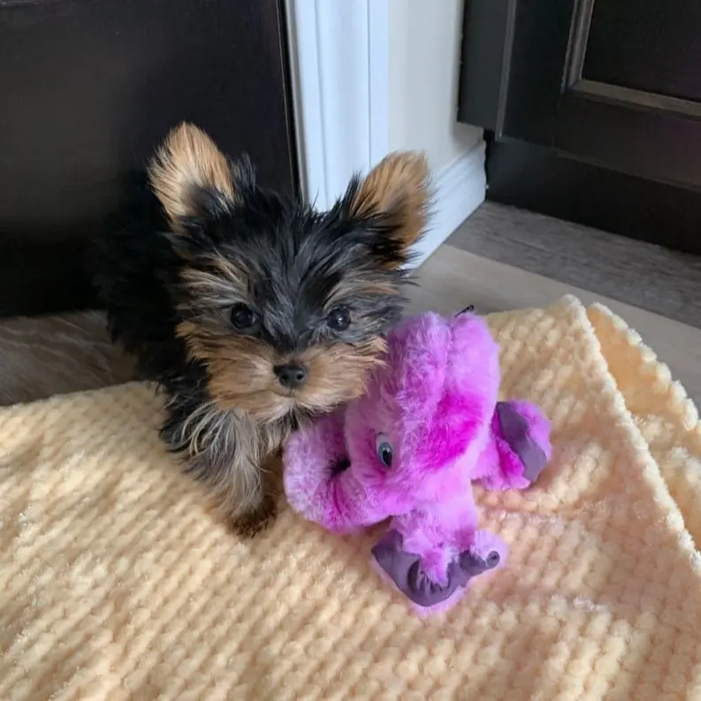 Yorkie  Puppies for sale  Yorkie for sale  yorkie puppies for sale near me yorkie breeders Yorkie Breeders Near Me Yorkshire Terrier Puppies for sale Yorkshire Terrier Breeders Yorkshire Terrier Breeders Near Me Yorkie Price Yorkshire Terrier for adoption Buy Yorkie Puppies 