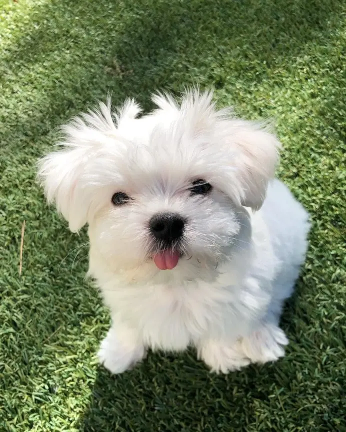 [Maltese Puppies For Sale] "Maltese Puppies For Sale Near Me" [Maltese Breeders] "Maltese Breeders Near Me" [Maltese Puppy For Sale] "Maltese Puppy For Sale Near Me" "Maltese For Adoption" "Cheap Maltese For Sale" "Buy Maltese" [Maltese Price]