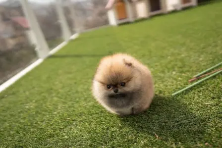 Pomeranian Puppy for sale near me Pomeranian Puppies for adoption Pomeranian Puppy breeders near me Cheap Pomeranian Puppies for sale Pomeranian Puppy for sale Pom Puppies for sale Pomeranian breeders Teacup pom Puppies for sale Pom puppy for sale Teacup pom breeders Pomeranian Puppy Kennel