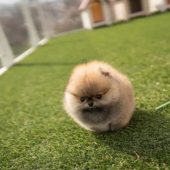 Pomeranian Puppy for sale near me Pomeranian Puppies for adoption Pomeranian Puppy breeders near me Cheap Pomeranian Puppies for sale Pomeranian Puppy for sale Pom Puppies for sale Pomeranian breeders Teacup pom Puppies for sale Pom puppy for sale Teacup pom breeders Pomeranian Puppy Kennel