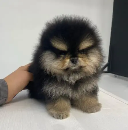 Pomeranian Puppy for sale near me Pomeranian Puppies for adoption Pomeranian Puppy breeders near me Cheap Pomeranian Puppies for sale Pomeranian Puppy for sale Pom Puppies for sale Pomeranian breeders Teacup pom Puppies for sale Pom puppy for sale Teacup pom breeders Pomeranian Puppy Kennel