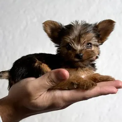 Yorkie  Puppies for sale  Yorkie for sale  yorkie puppies for sale near me yorkie breeders Yorkie Breeders Near Me Yorkshire Terrier Puppies for sale Yorkshire Terrier Breeders Yorkshire Terrier Breeders Near Me Yorkie Price Yorkshire Terrier for adoption Buy Yorkie Puppies 