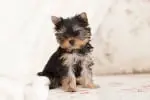 Yorkie Puppies For Sale, Buy Yorkie