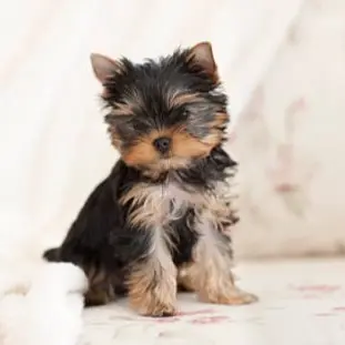 Yorkie  Puppies for sale  Yorkie for sale  yorkie puppies for sale near me yorkie breeders Yorkie Breeders Near Me Yorkshire Terrier Puppies for sale Yorkshire Terrier Breeders Yorkshire Terrier Breeders Near Me Yorkie Price Yorkshire Terrier for adoption Buy Yorkie Puppies 